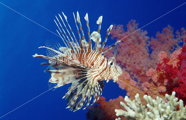 lionfish (Pterois volitans)