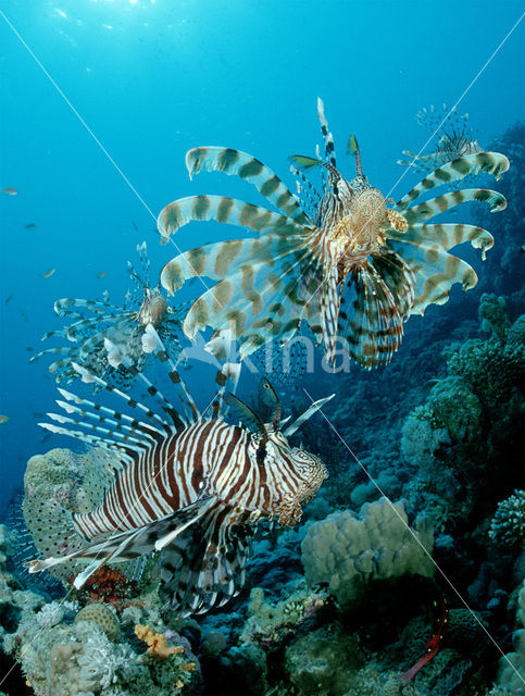 Gewone Koraalduivel (Pterois volitans)