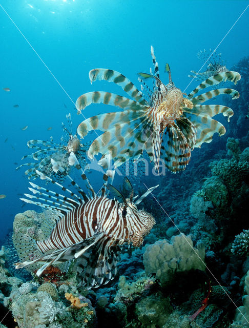 Gewone Koraalduivel (Pterois volitans)