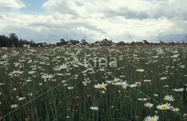 Ox-eye Daisy (Leucanthemum vulgare)