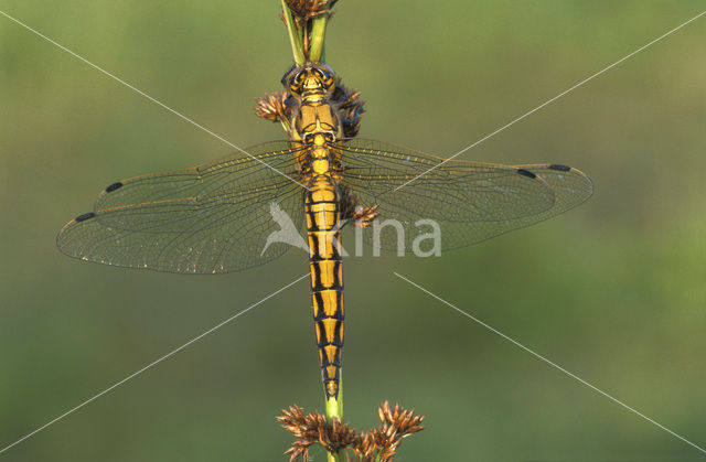 Black-tailed Skimmer (Orthetrum cancellatum)