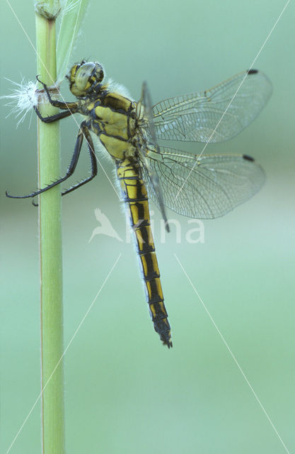 Black-tailed Skimmer (Orthetrum cancellatum)
