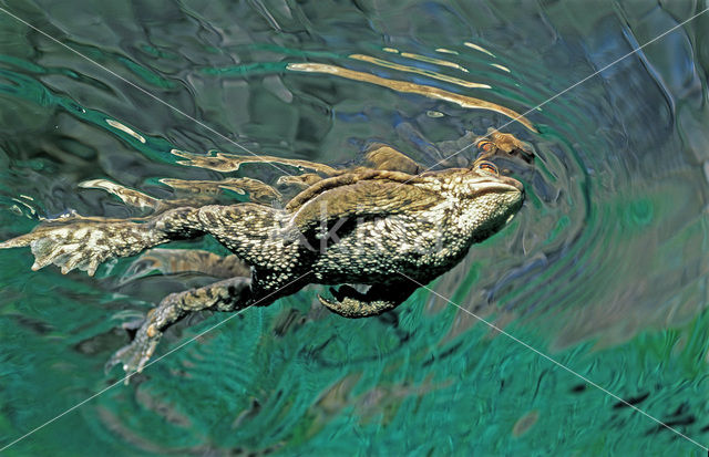Common Toad (Bufo bufo)