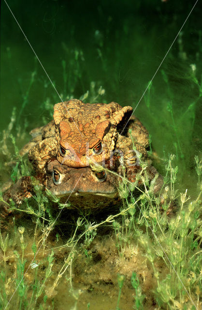 Common Toad (Bufo bufo)