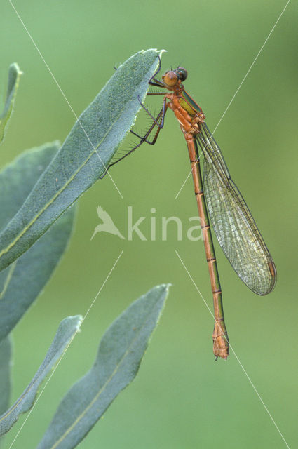 Emerald Damselfly (Lestes sponsa)