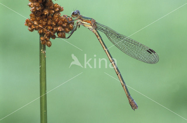 Emerald Damselfly (Lestes sponsa)