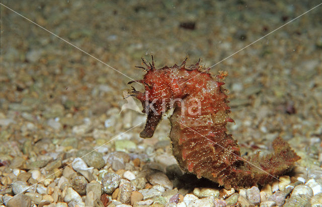 Speckled Seahorse