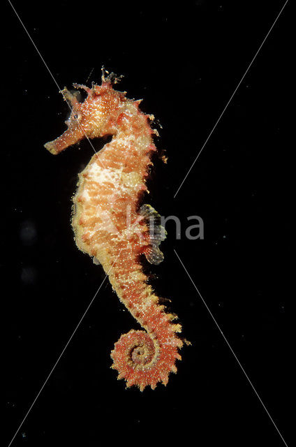 Gewoon Zeepaardje (Hippocampus guttulatus)