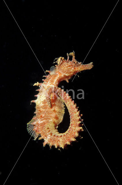Gewoon Zeepaardje (Hippocampus guttulatus)