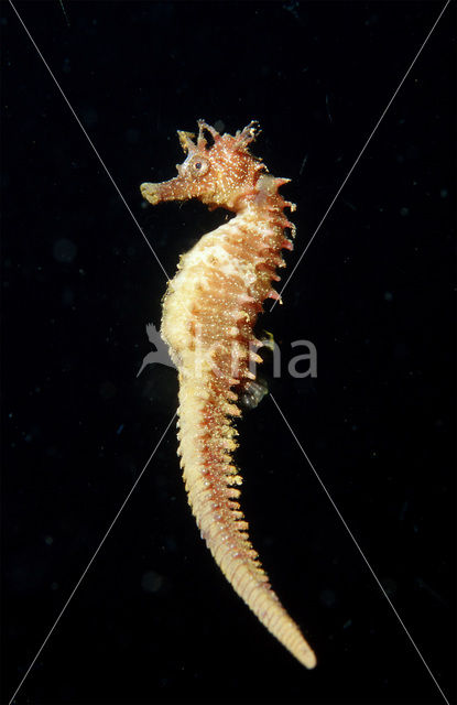 Gewoon Zeepaardje (Hippocampus guttulatus)