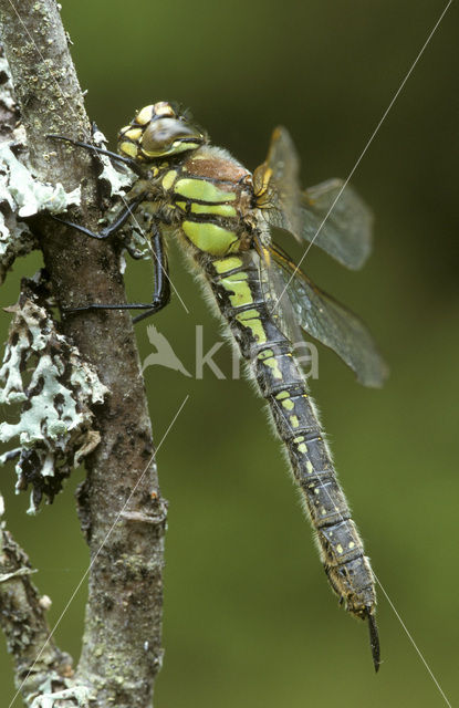 Hairy Dragonfly (Brachytron pratense)