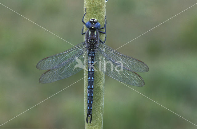 Hairy Dragonfly (Brachytron pratense)