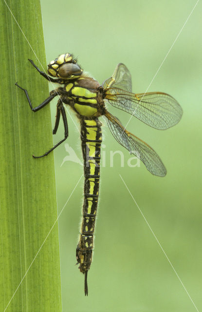 Hairy Dragonfly (Brachytron pratense)