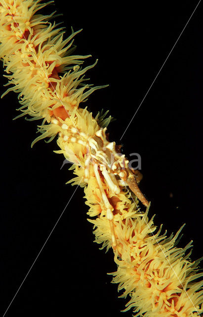 Gorgonian Crab (Xenocarcinus tuberculatus)