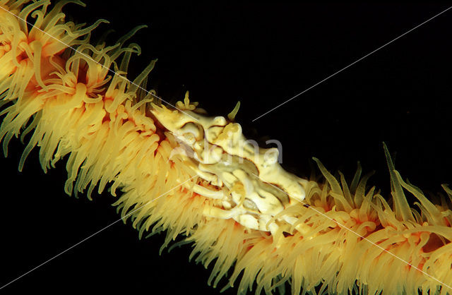 Gorgonian Crab (Xenocarcinus tuberculatus)