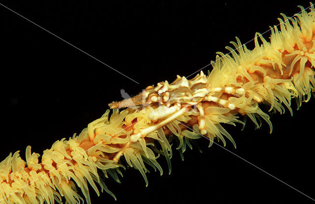 Gorgonian Crab (Xenocarcinus tuberculatus)