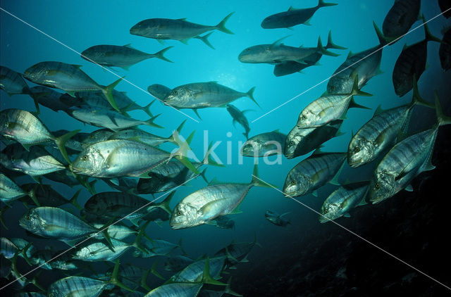 Golden trevally (Gnathanodon speciosus)