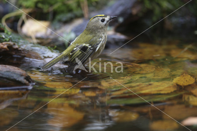 Goldcrest (Regulus regulus)