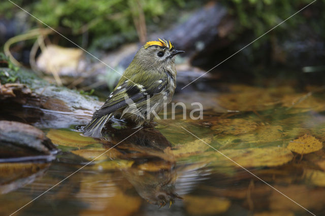 Goldcrest (Regulus regulus)