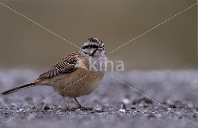 Grijze Gors (Emberiza cia)