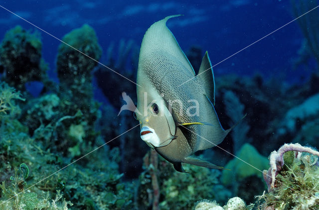 Grey angelfish (Pomacanthus arcuatus)