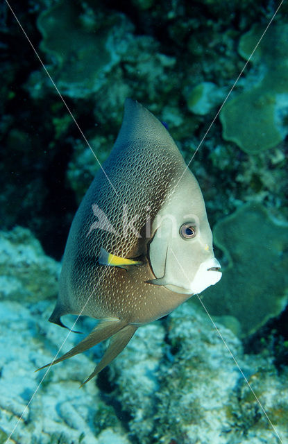 Grey angelfish (Pomacanthus arcuatus)