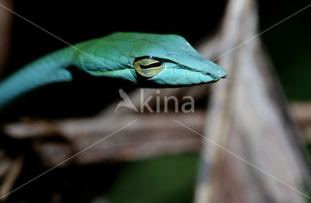 Oriental whip snake (Ahaetulla prasina)
