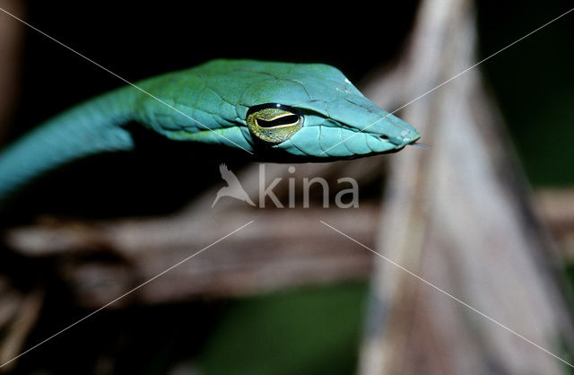 Groene Twijgslang (Ahaetulla prasina)