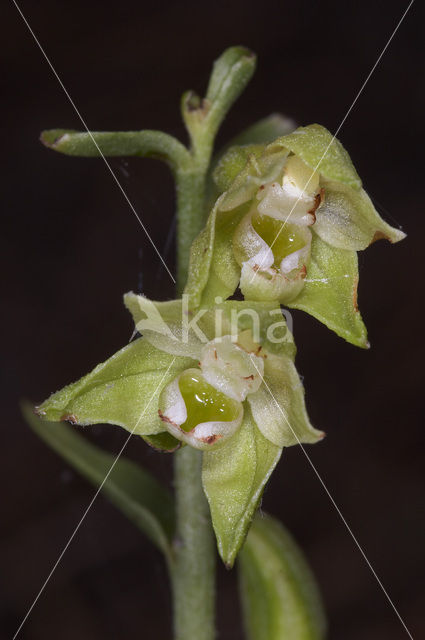 Green-Flowered Heleborine (Epipactis phyllanthes)