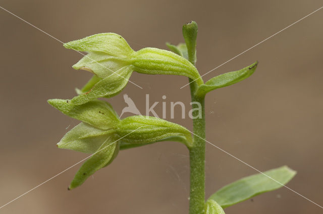 Green-Flowered Heleborine (Epipactis phyllanthes)