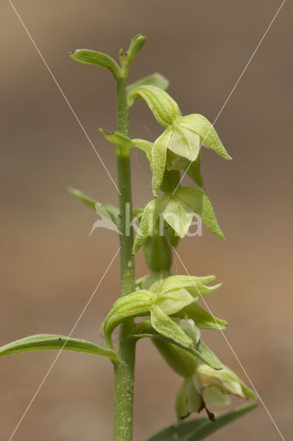 Green-Flowered Heleborine (Epipactis phyllanthes)