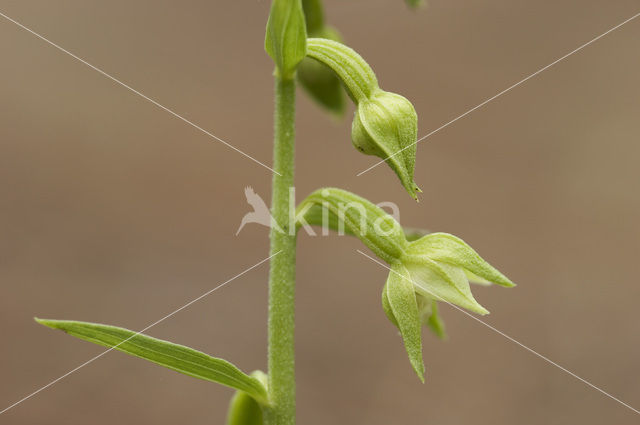 Green-Flowered Heleborine (Epipactis phyllanthes)