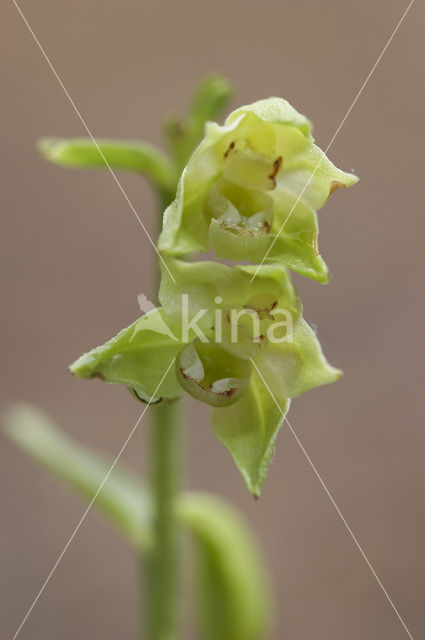 Green-Flowered Heleborine (Epipactis phyllanthes)