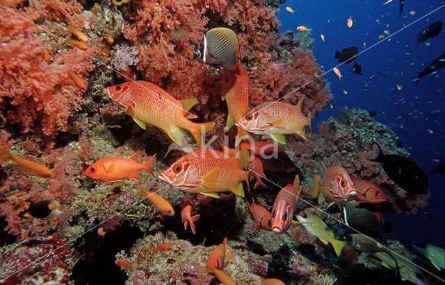 Giant squirrelfish (Sargocentron spiniferum)