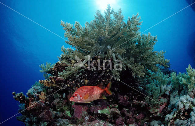 Giant squirrelfish (Sargocentron spiniferum)