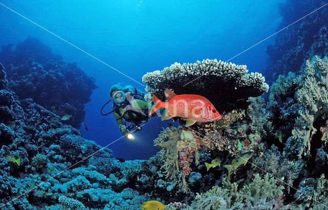 Giant squirrelfish (Sargocentron spiniferum)