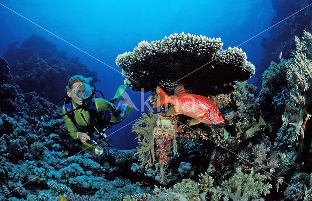 Giant squirrelfish (Sargocentron spiniferum)