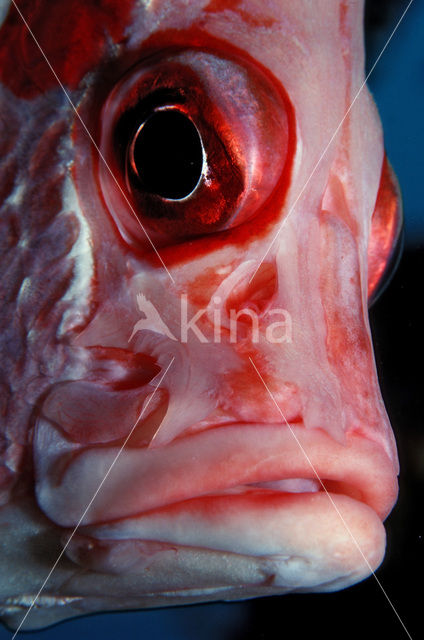 Giant squirrelfish (Sargocentron spiniferum)