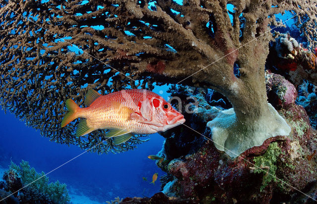 Giant squirrelfish (Sargocentron spiniferum)