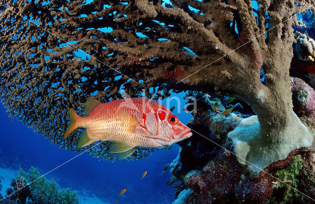 Giant squirrelfish (Sargocentron spiniferum)