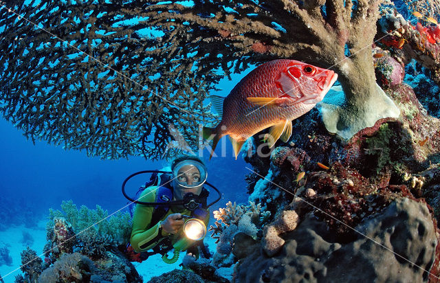 Giant squirrelfish (Sargocentron spiniferum)