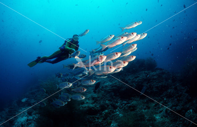 Cressent-tail bigeye (Priacanthus hamrur)