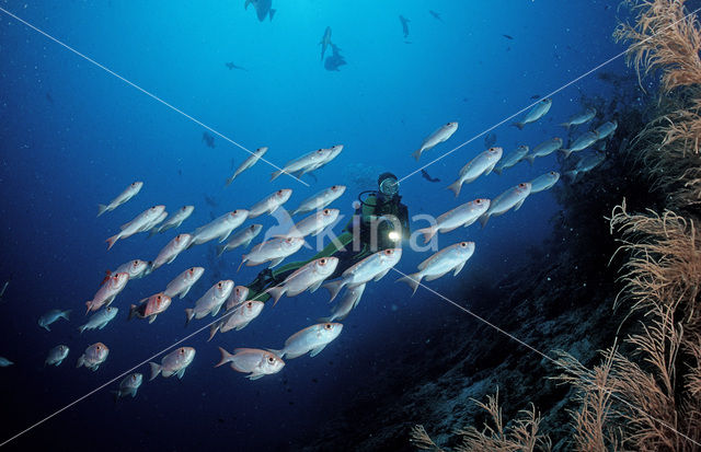 Cressent-tail bigeye (Priacanthus hamrur)