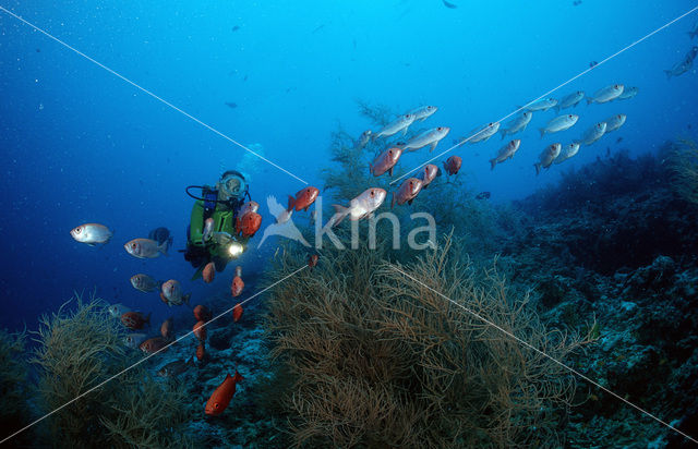 Cressent-tail bigeye (Priacanthus hamrur)