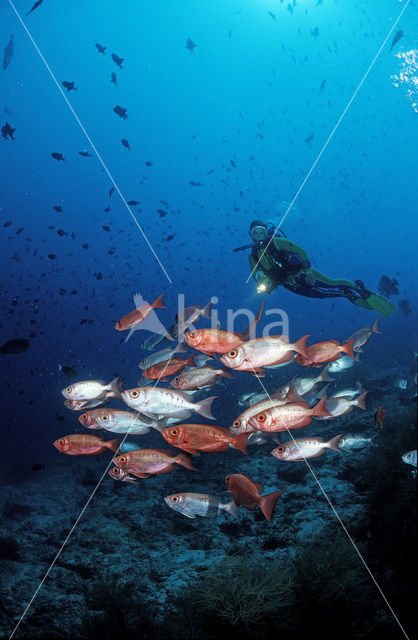 Cressent-tail bigeye (Priacanthus hamrur)