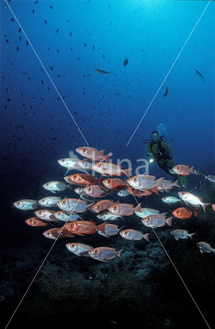 Cressent-tail bigeye (Priacanthus hamrur)