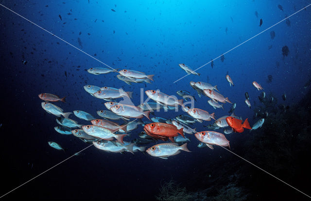 Cressent-tail bigeye (Priacanthus hamrur)