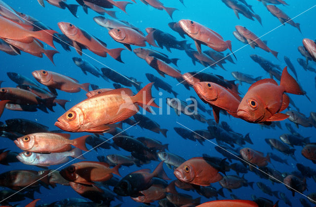 Cressent-tail bigeye (Priacanthus hamrur)