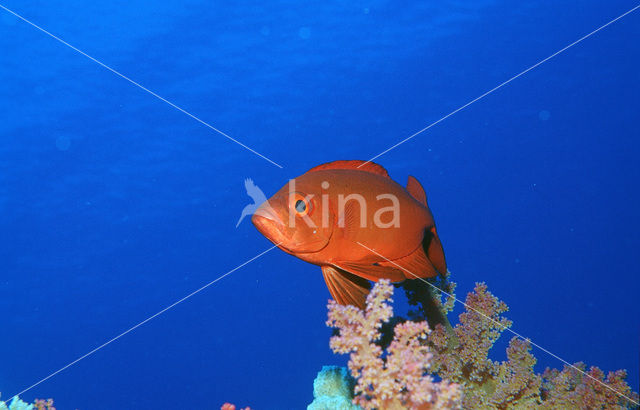 Cressent-tail bigeye (Priacanthus hamrur)