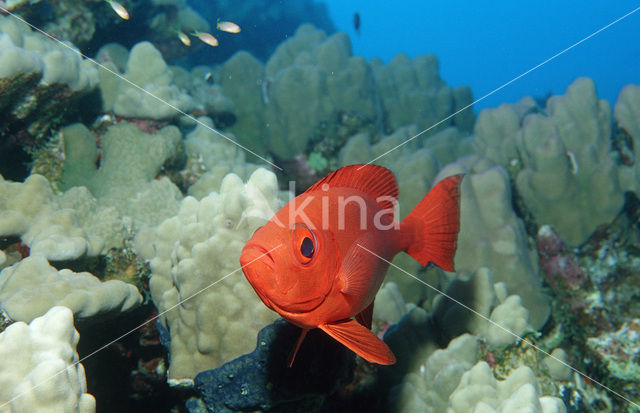 Cressent-tail bigeye (Priacanthus hamrur)